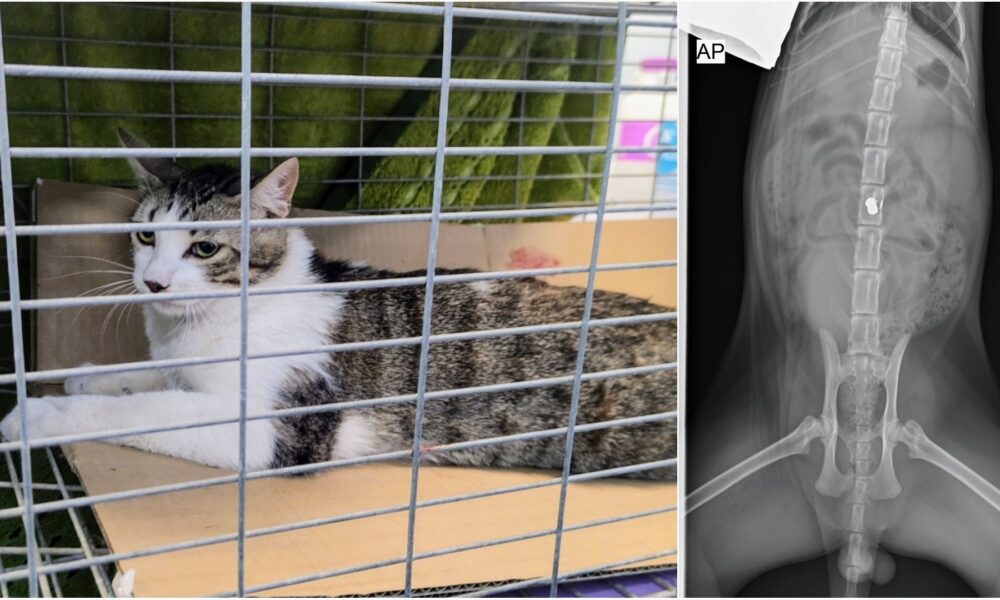 Un gato herido por disparos en Sevilla la Nueva