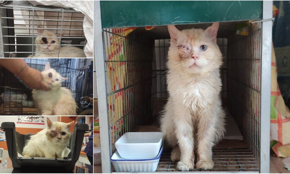 El gatito Flint rescatado y operado