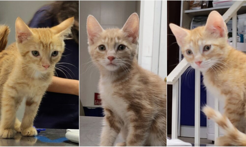 Los gatitos de Arlene testados y chipados – En adopción