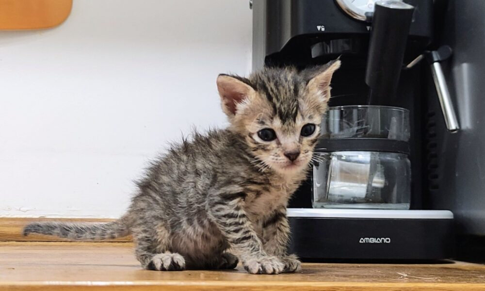 Brutus está estupendo – En adopción