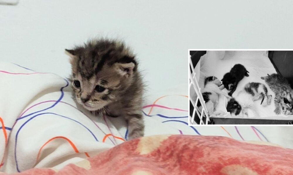 Cuidando a Brutus, solito – En adopción