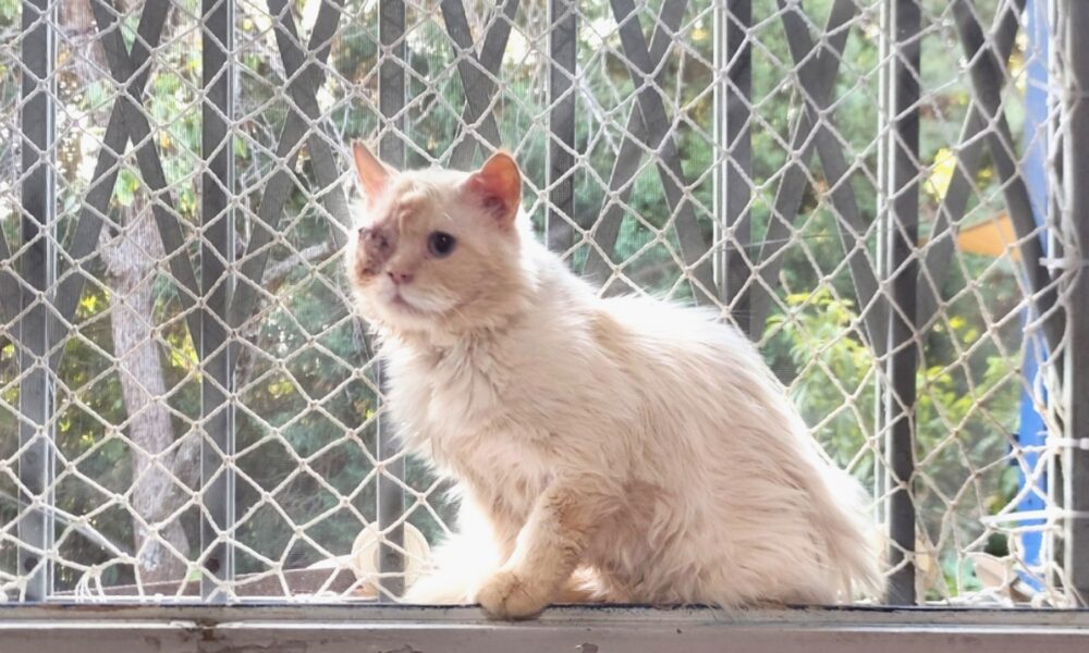 El Capitán Flint – En adopción