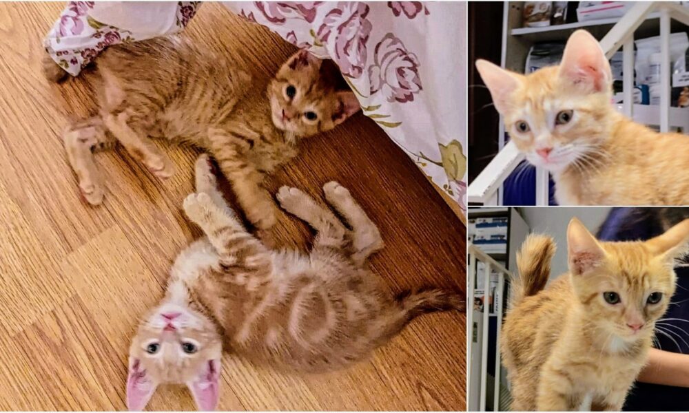 URGENTE: Gustavo y Luisi necesitan acogida en Agosto