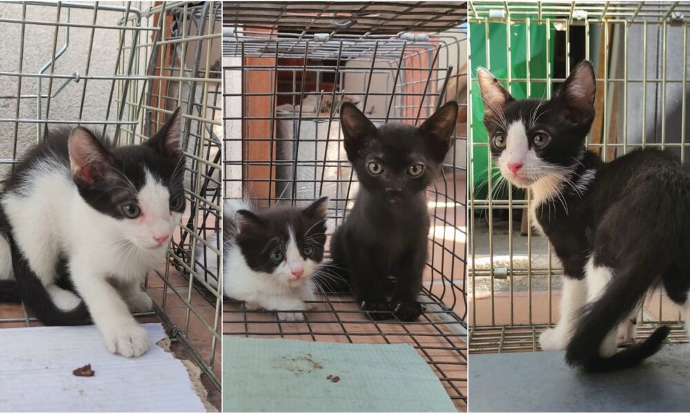 Hermanitos en Sevilla la Nueva – acogida y adopción