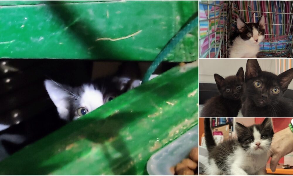 Novedades del rescate – se necesita acogida y adopción