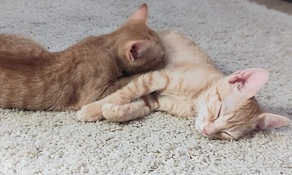 URGENTE: Gustavo y Luisi siguen necesitando acogida