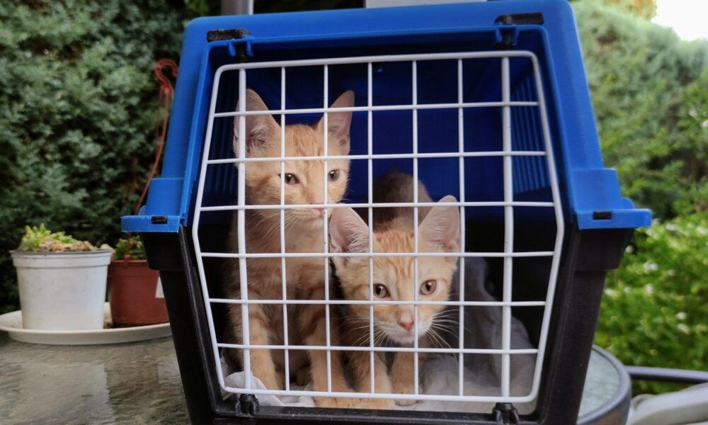 Gustavo y Luisi adoptados