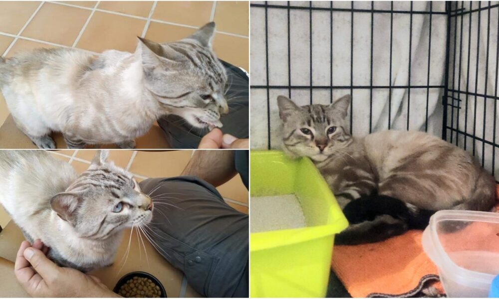 Gato perdido o abandonado, zona calle José Antonio – Sevilla la Nueva