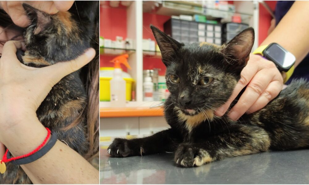 Rescate de la gatita Desi – En adopción