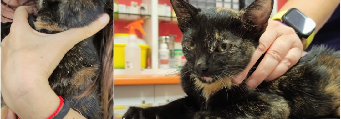 Rescate de la gatita Desi – En adopción