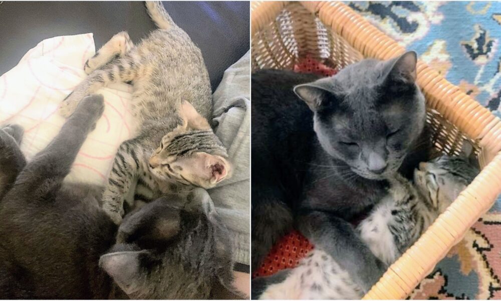 Brutus-Leia adoptada