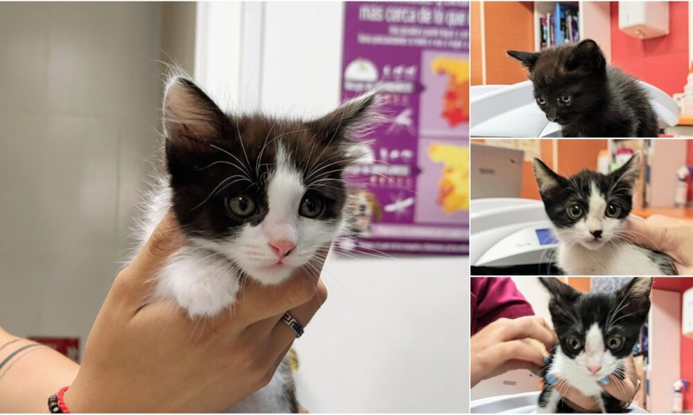 Los gatitos rescatados ya están testados y con chip