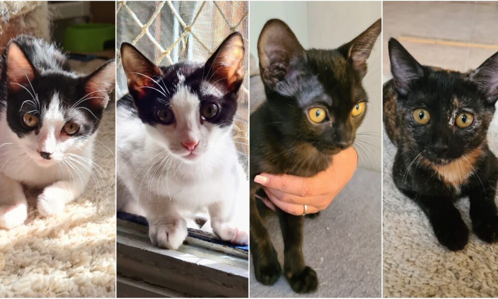 Alex, Bronsty, Miki, Desi – En adopción