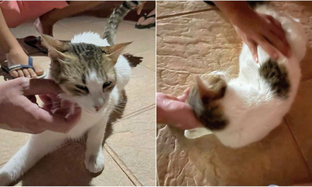 Dos casos sospechosos de desaparición de gatos domésticos