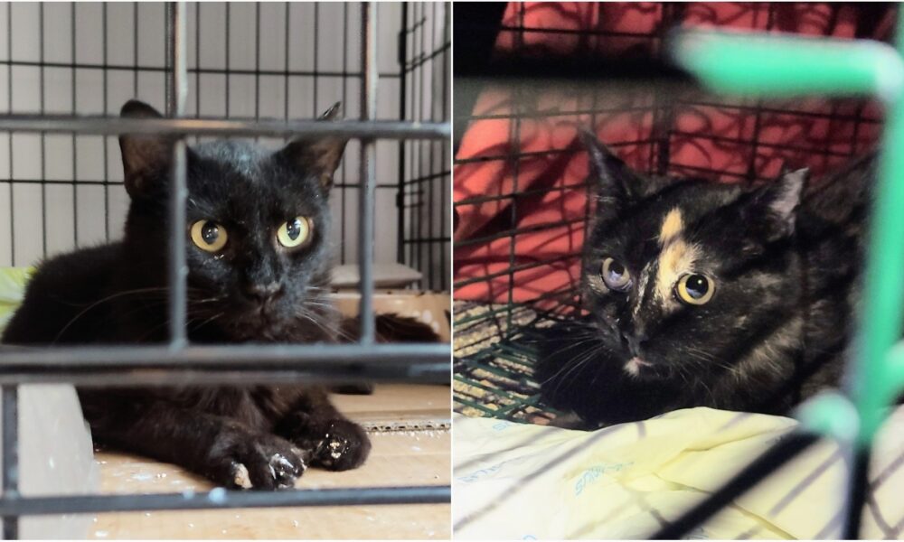 Los gatitos Julio y Julita operados, recuperados y liberados