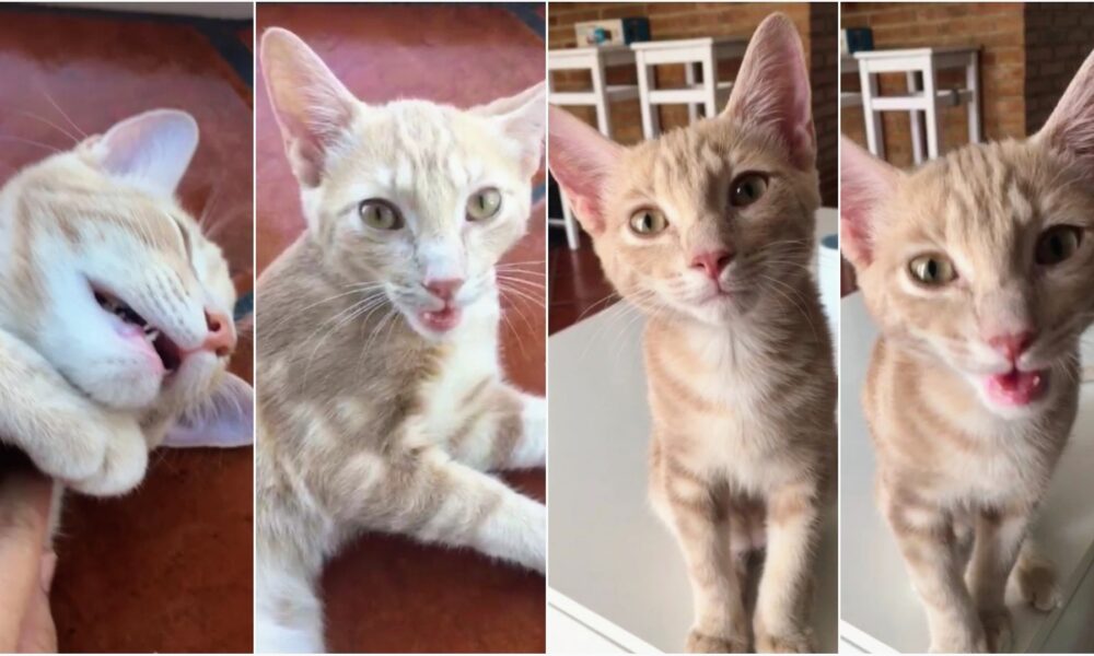 Pipo devuelto y adoptado de nuevo