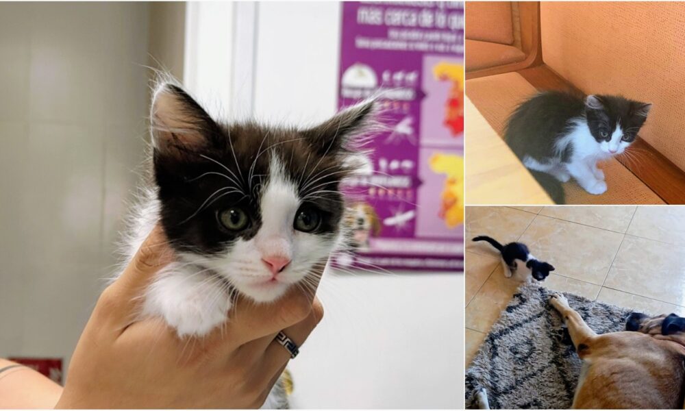 Samantha-Neska adoptada