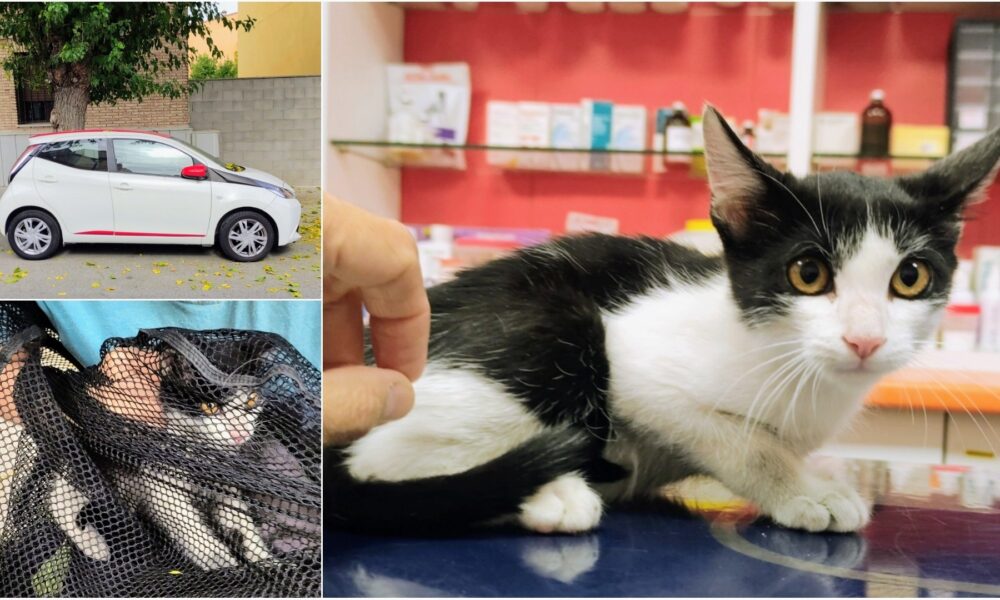 McQueen rescatado de un motor – necesita acogida y adopción