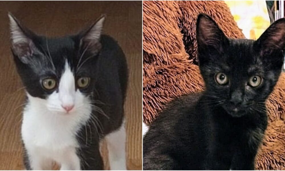 Basi y Maxi esperan adopción