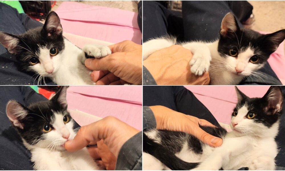 Así da gusto rescatar – McQueen en adopción