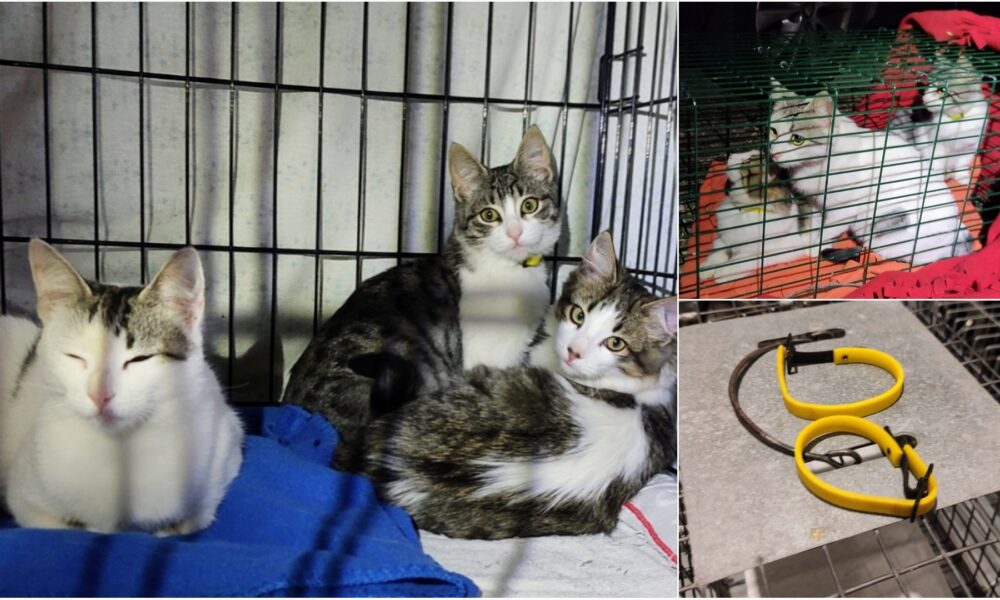 Una vergüenza: familia de gatitos abandonada en Los Cortijos