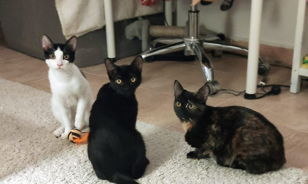 Bronsty, Miki y Desi siguen en adopción
