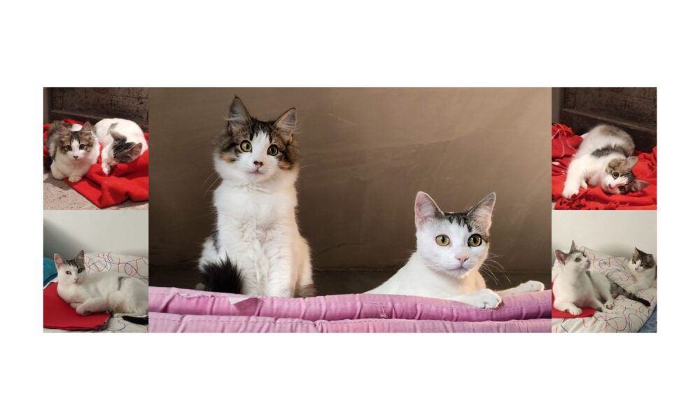 Book de Fantasma y Dama – En adopción