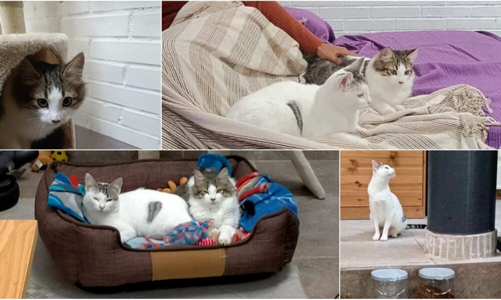 Los gatitos Dama y Fantasma adoptados
