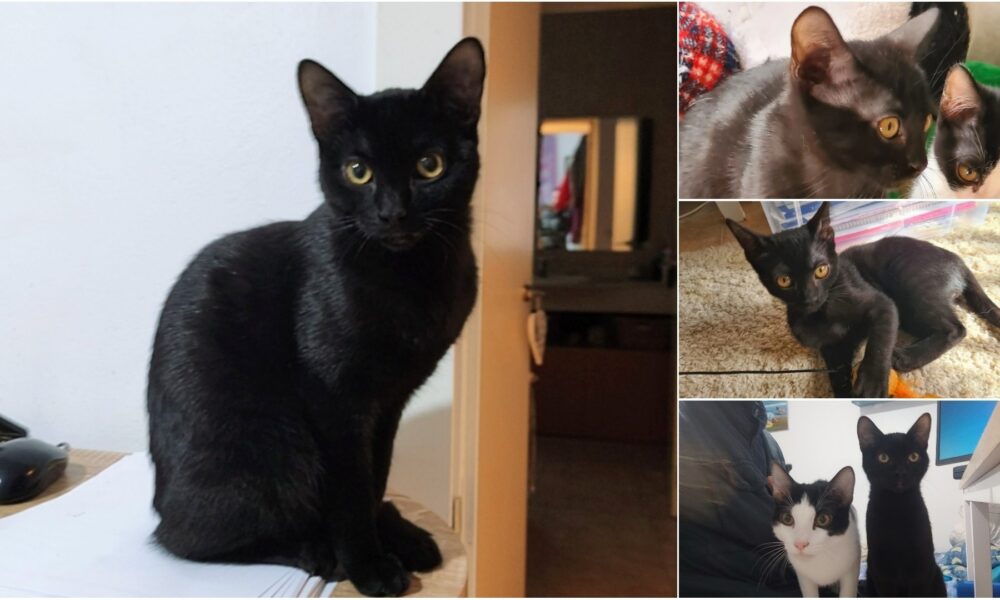 Miki – En adopción