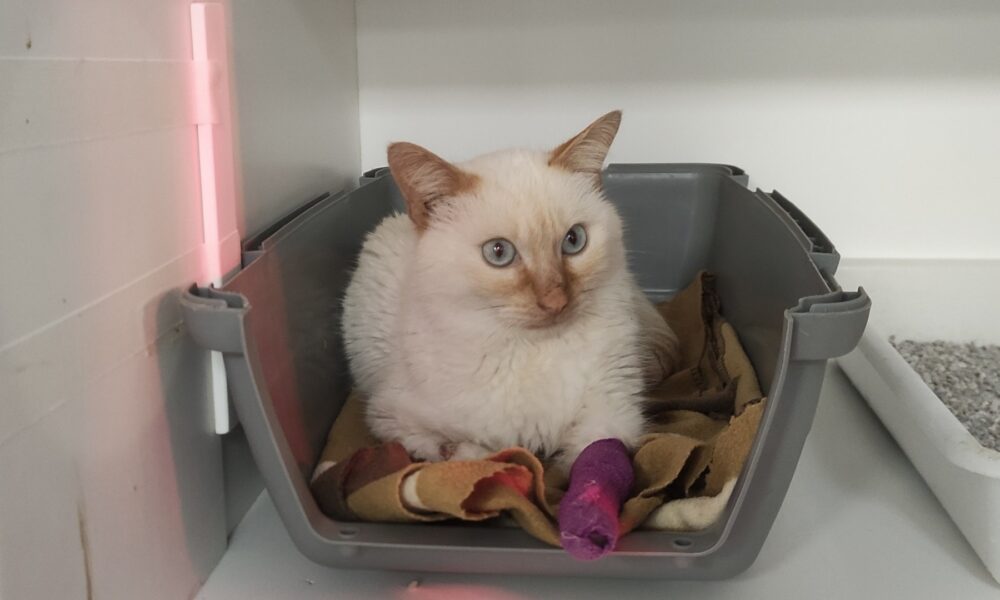 El gatito Tristán hospitalizado, con graves problemas en la sangre
