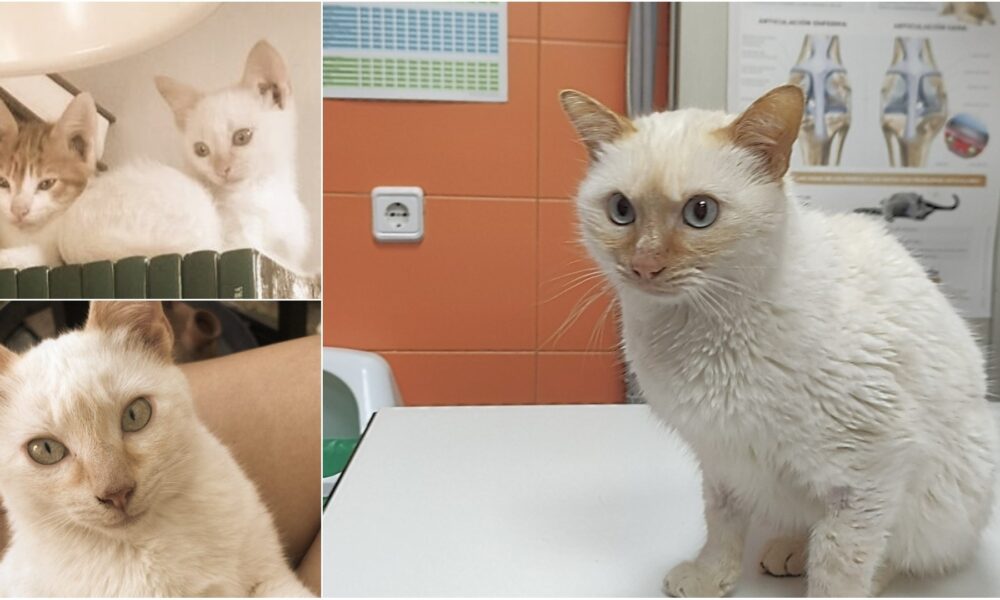 Tristán está mucho mejor