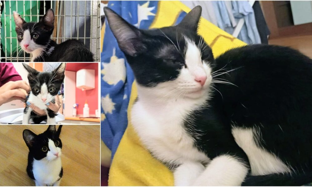 Basi – En adopción