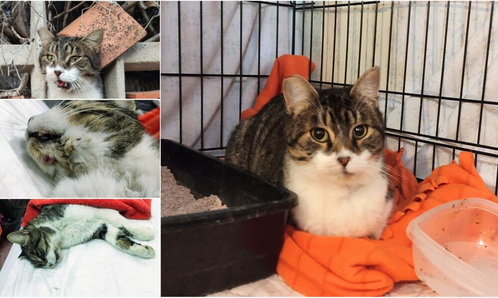 Ayudando al gatito Tolstoi