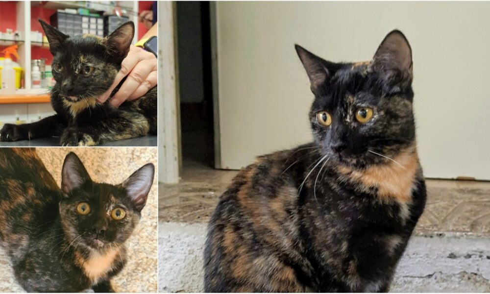 Desi – En adopción