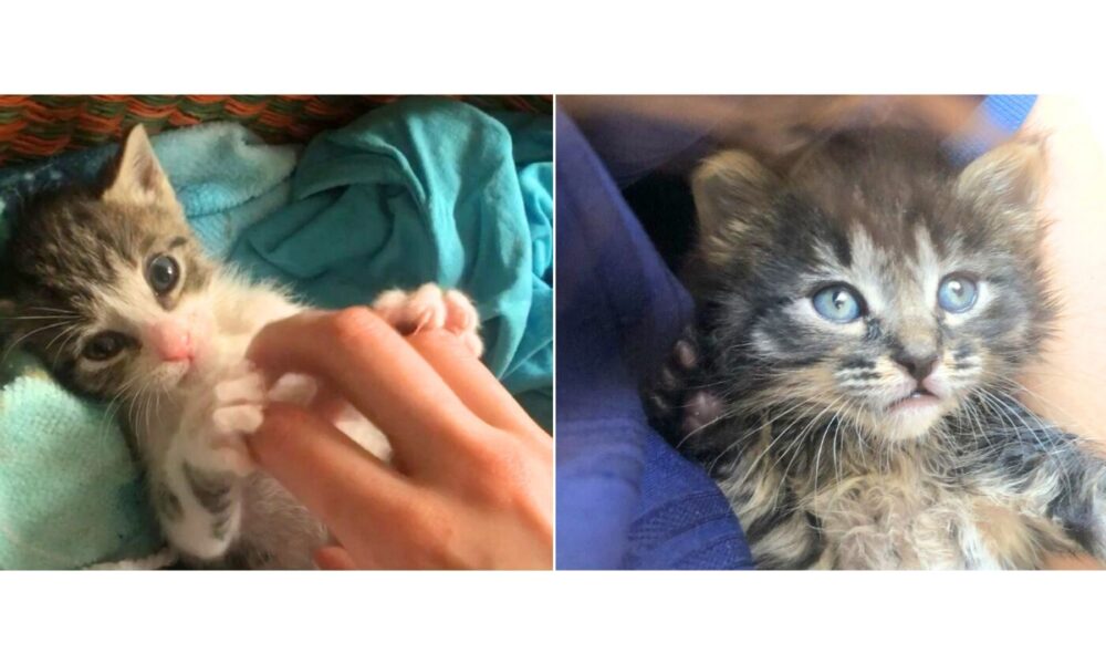 Andy y Batman adoptados