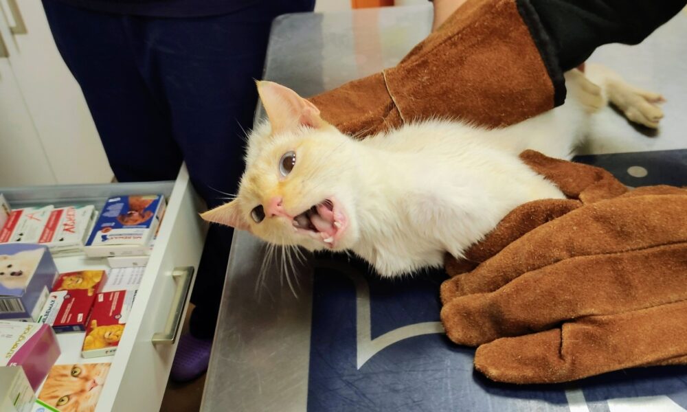 La gatita Kirby esterilizada
