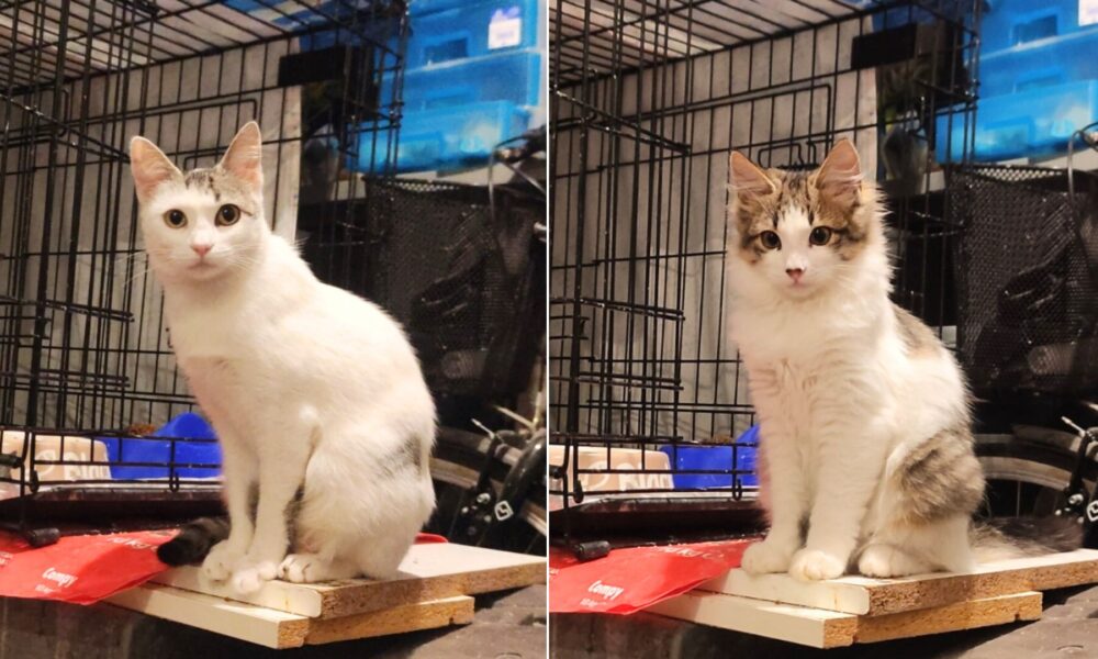 Dama y Fantasma adoptados… de nuevo