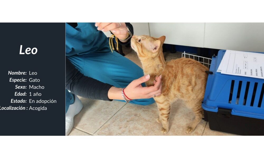 Leo testado y vacunado, en adopción