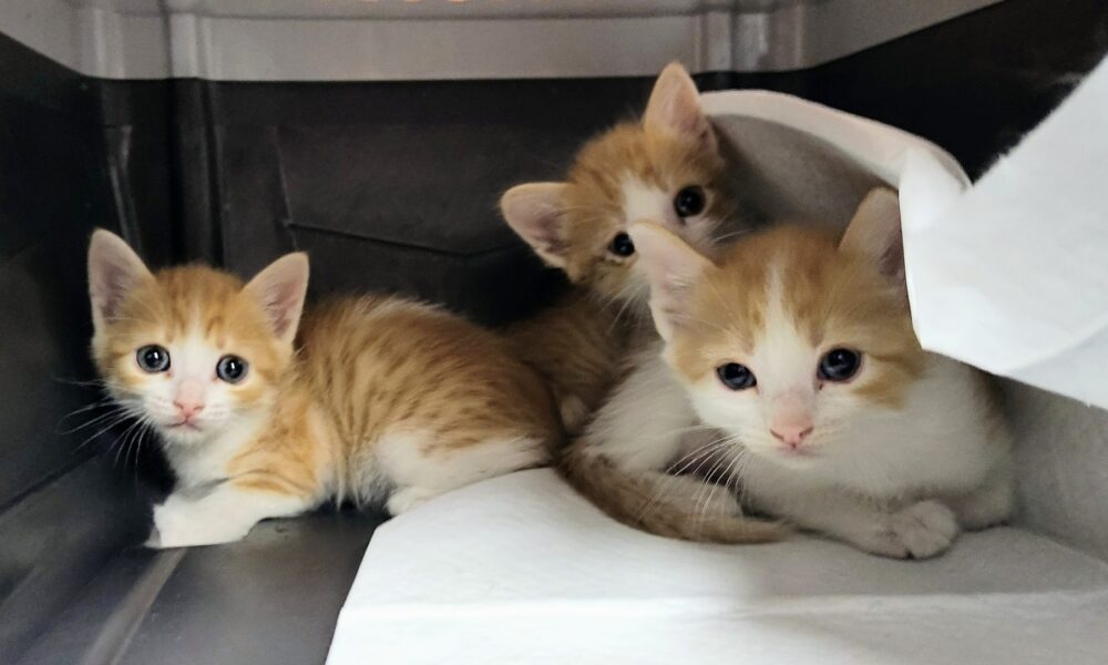 Necesitamos casas de acogida