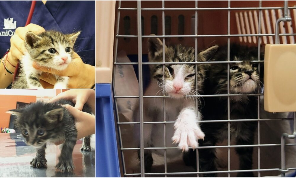 Los diminutos Andy y Batman, en adopción