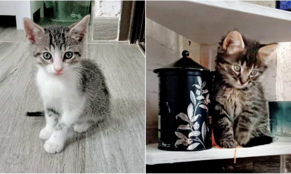 Book de Andy y Batman – 01 Posando