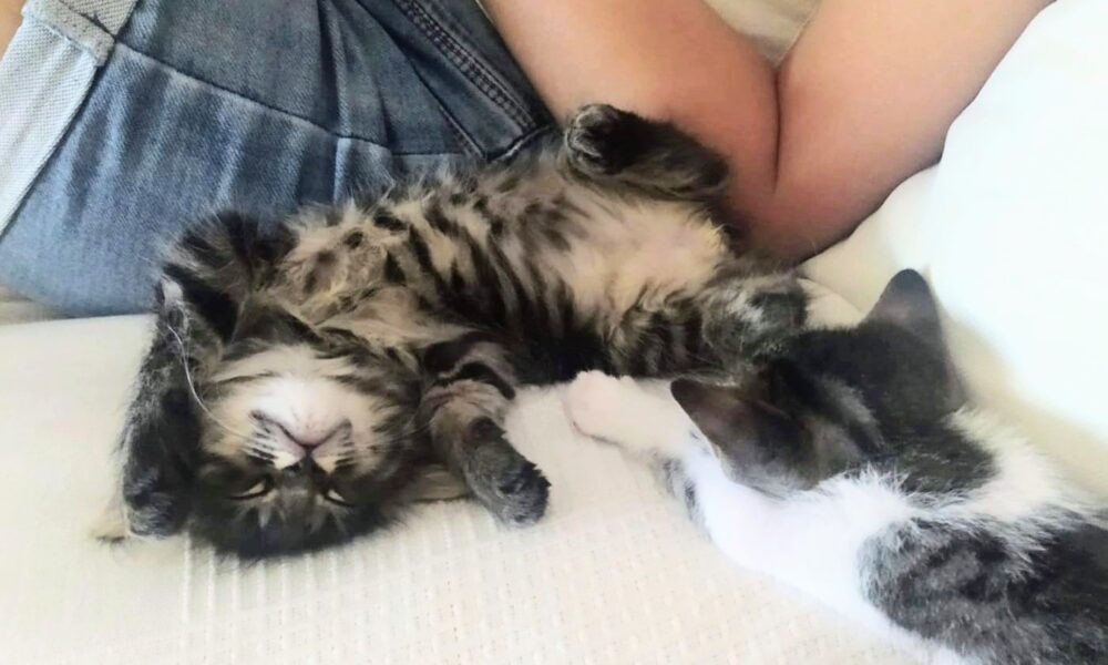 Book de Andy y Batman – 02 Descansando