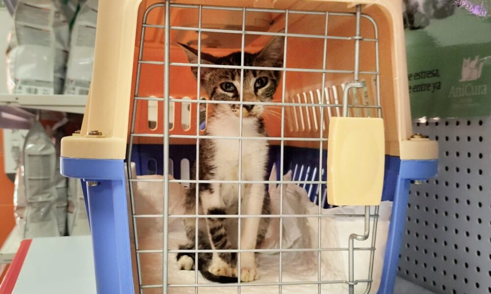 El gatito Kárpov rescatado y en recuperación