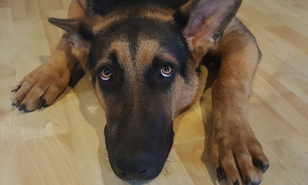 Protege hoy a tus mascotas de la pirotecnia