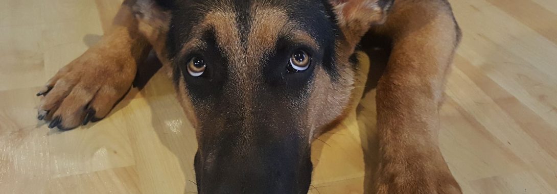 Protege hoy a tus mascotas de la pirotecnia