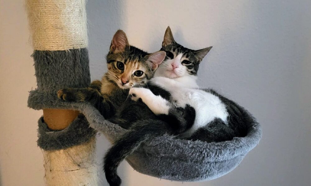 Ratona (Zuru) adoptada