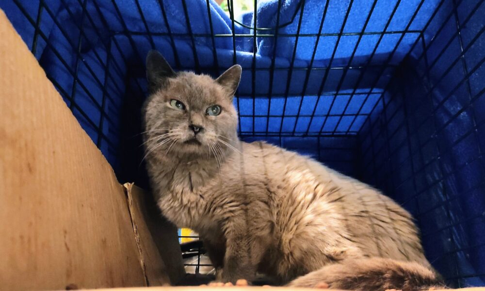 Reseña – el gatito Si († 27/08/2023)