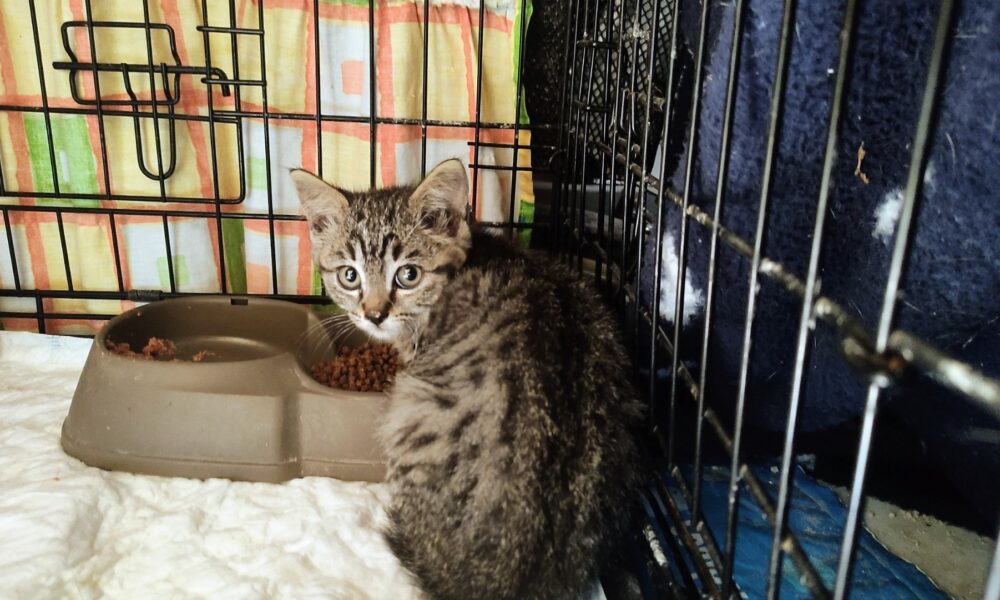 Gatitos sin su mamá en Sevilla la Nueva