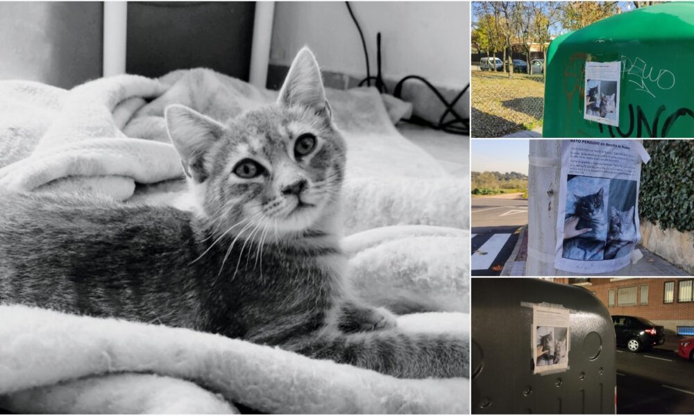 Hache († 24/11/2023)