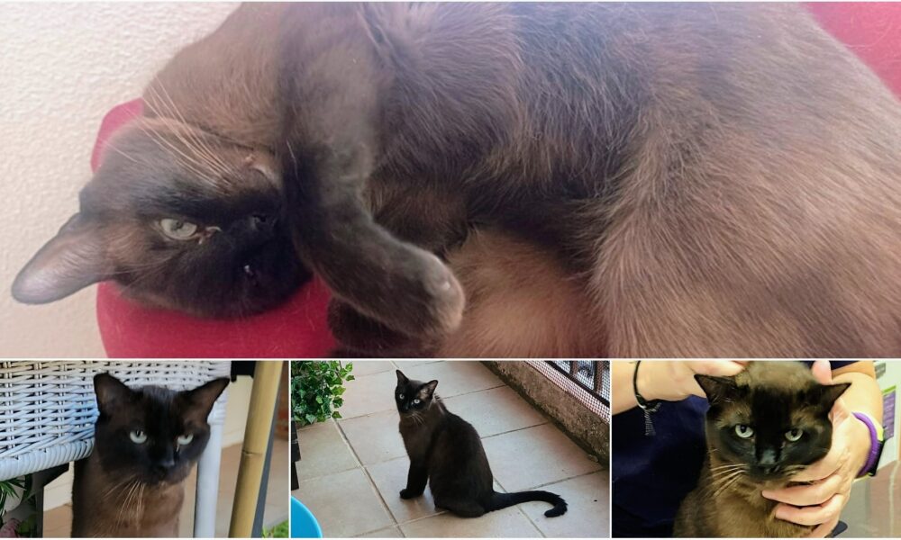 Adopta a un príncipe – Leo